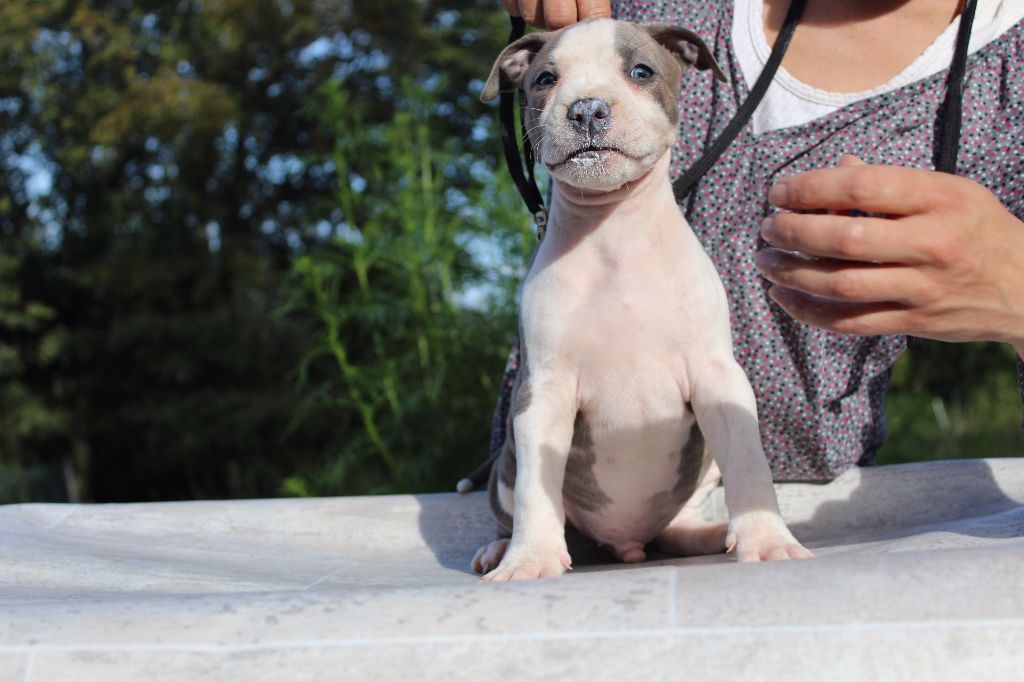 French Touch Edition - Chiot disponible  - American Staffordshire Terrier