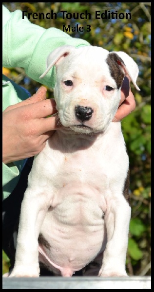 French Touch Edition - American Staffordshire Terrier - Portée née le 15/09/2015