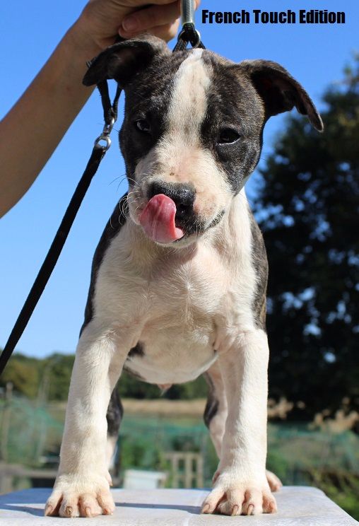 French Touch Edition - Chiot disponible  - American Staffordshire Terrier