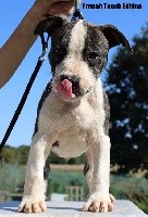 French Touch Edition - American Staffordshire Terrier - Portée née le 10/08/2017