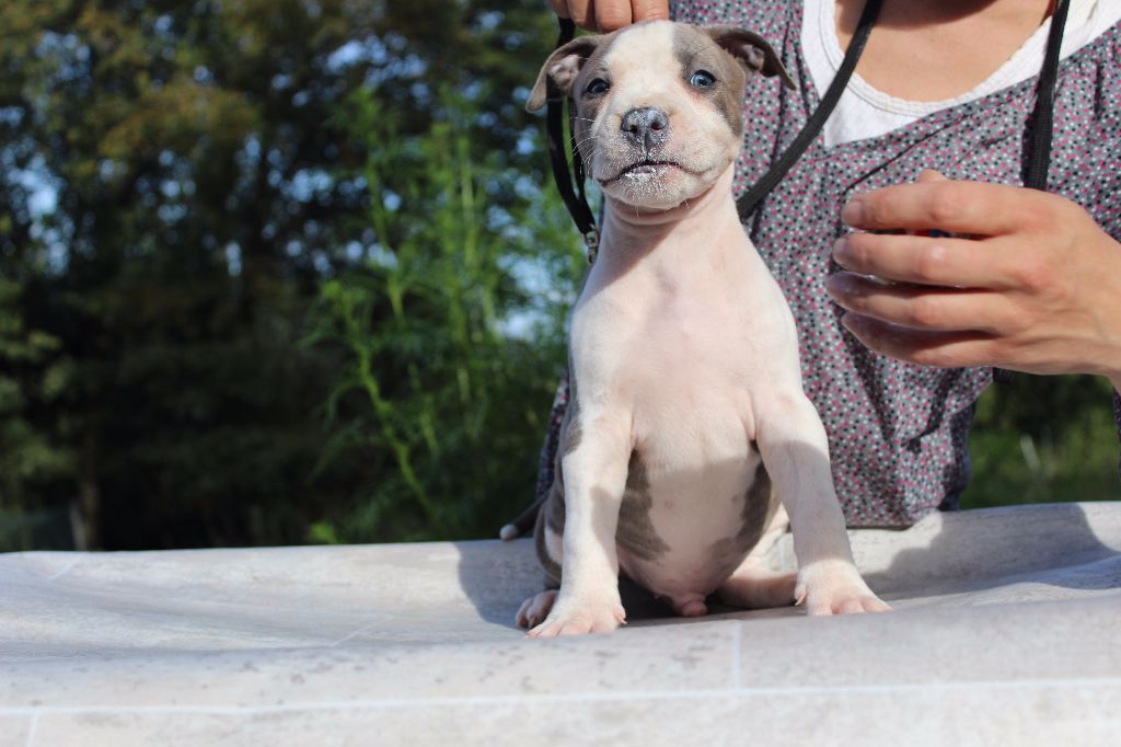 French Touch Edition - Chiots disponibles - American Staffordshire Terrier