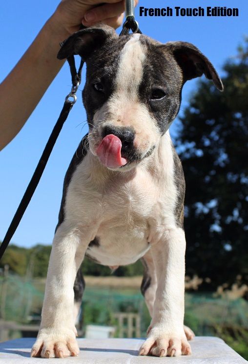 French Touch Edition - Chiots disponibles - American Staffordshire Terrier